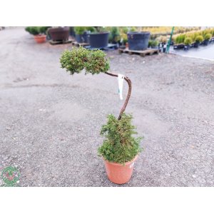 Borievka rozprestretá (Juniperus horizontalis) ´PRINCE OF WALES´ (-30°C) – 80-90 cm, kont.C14L – BONSAJ 